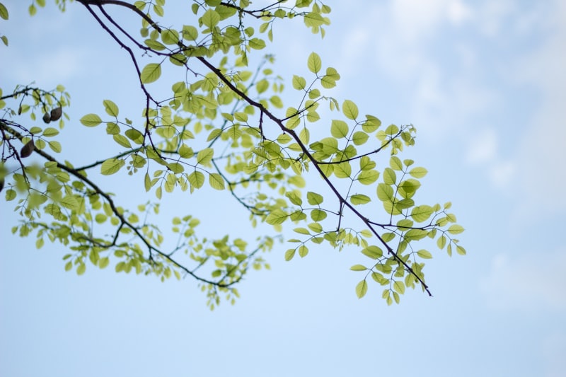 春の空を背にした若葉の枝。芽吹いたばかりの薄い緑が広がっている。